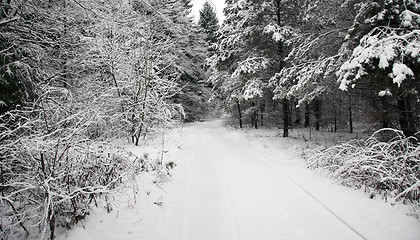 Image showing the winter road in the wood  