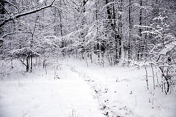 Image showing footpath in the wood  