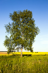 Image showing tree in the field 