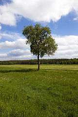 Image showing tree in the field 