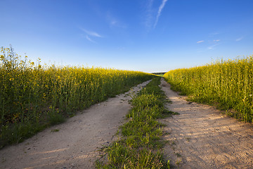 Image showing  road passing rapeseed