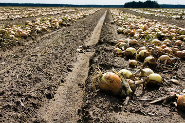 Image showing   grown onions