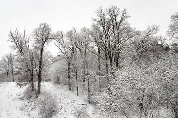 Image showing   forest in winter