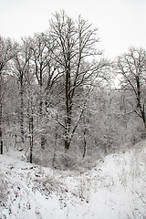 Image showing   forest in winter