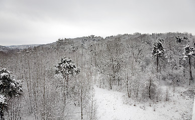 Image showing winter forest  