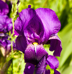 Image showing   purple IRIS