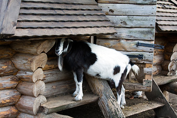 Image showing   goat 