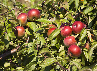 Image showing apples on a tree  