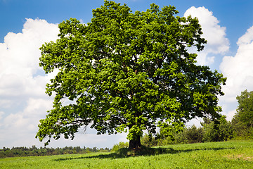 Image showing one tree