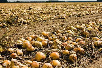 Image showing the onion field.