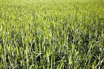 Image showing  green unripe grains