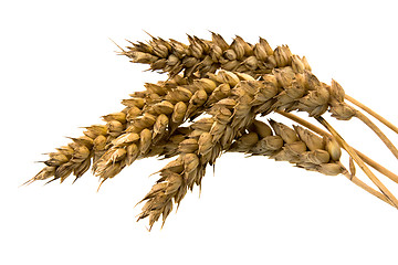 Image showing ears of wheat  