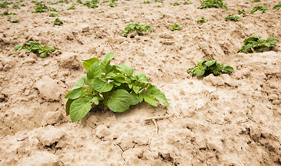 Image showing potatoes plants  