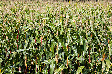 Image showing  grow corn