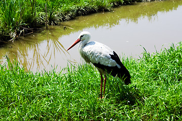 Image showing White Stork