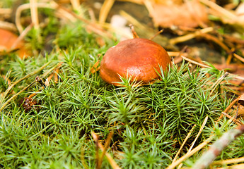Image showing Brown mushroom 