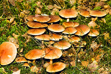 Image showing   yellow mushrooms