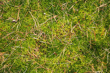 Image showing  moss