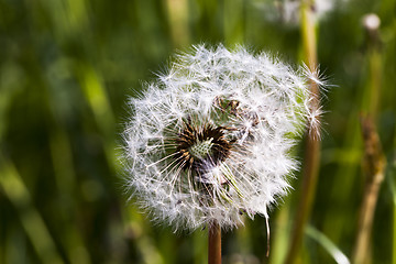 Image showing white dandelion  