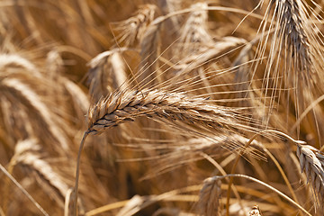 Image showing the ripened cereals  