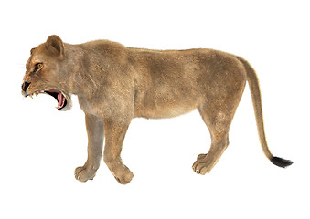 Image showing Female Lion