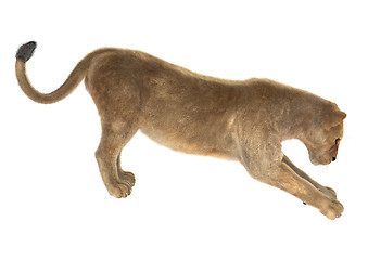 Image showing Female Lion