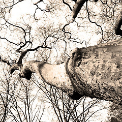 Image showing park in london spring sky and old dead tree 