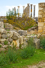 Image showing volubilis in  africa the  deteriorated monument and site