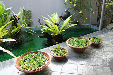 Image showing Balinese decor plants