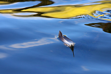 Image showing Feather on a lake in Denmark with blue colour