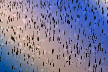 Image showing Cut reeds on a lake in Denmark