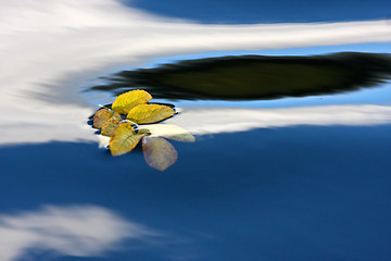 Image showing yellow leaf on a lake in Denmark with blue colour