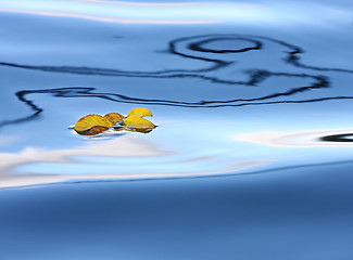 Image showing yellow leaf on a lake in Denmark with blue colour