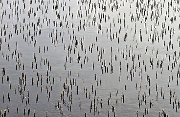 Image showing Cut reeds on a lake in Denmark