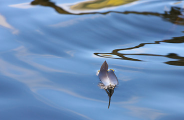 Image showing Feather on a lake in Denmark with blue colour