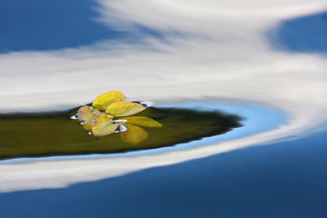 Image showing yellow leaf on a lake in Denmark with blue colour