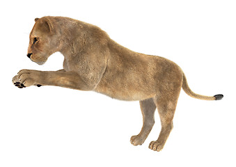 Image showing Female Lion