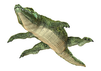 Image showing Crocodile