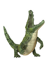 Image showing Crocodile