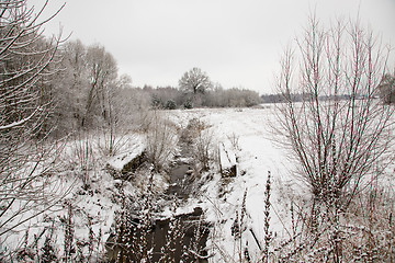 Image showing Winter forest