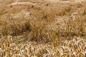 Image showing damaged wheat