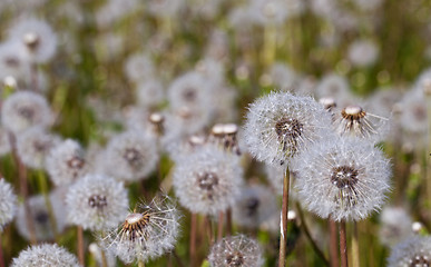 Image showing Dandelion white  