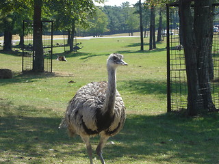 Image showing Ostrich In The Wild