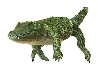 Image showing Crocodile