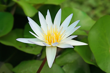 Image showing Lotus flower