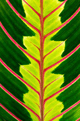 Image showing Green leaf with red veins