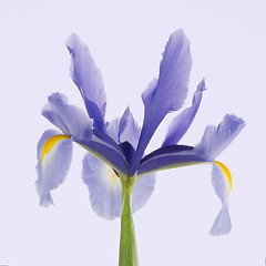 Image showing Purple lily flower