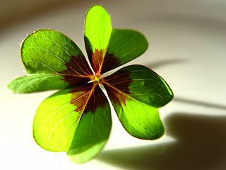 Image showing lucky clover