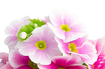 Image showing Closeup of pink primrose 