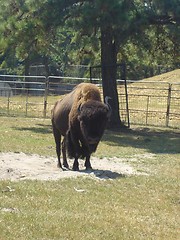 Image showing Lonely Bison